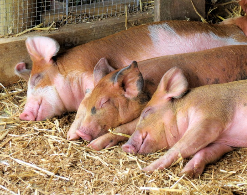 म्याग्दीमा रोगले रित्तिन थाले बङ्गुर फार्म