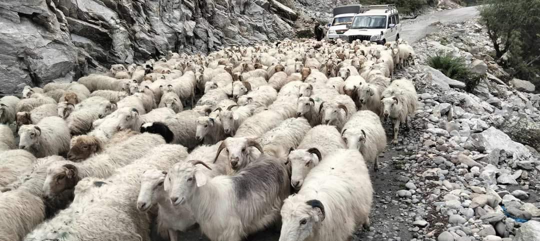 भेडाच्याङ्ग्रा बेच्न जुम्लाबाट हिँडेर १७ दिनमा बेनी