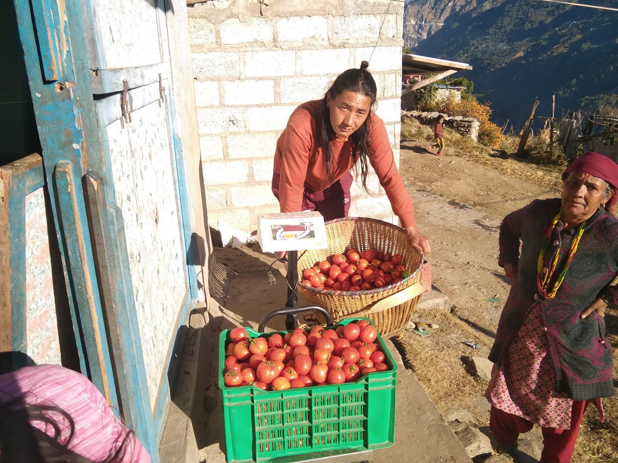 कृषि उद्यममा आत्मनिर्भर बनेका पात्लेखेतका युवा हरि गर्वुजा