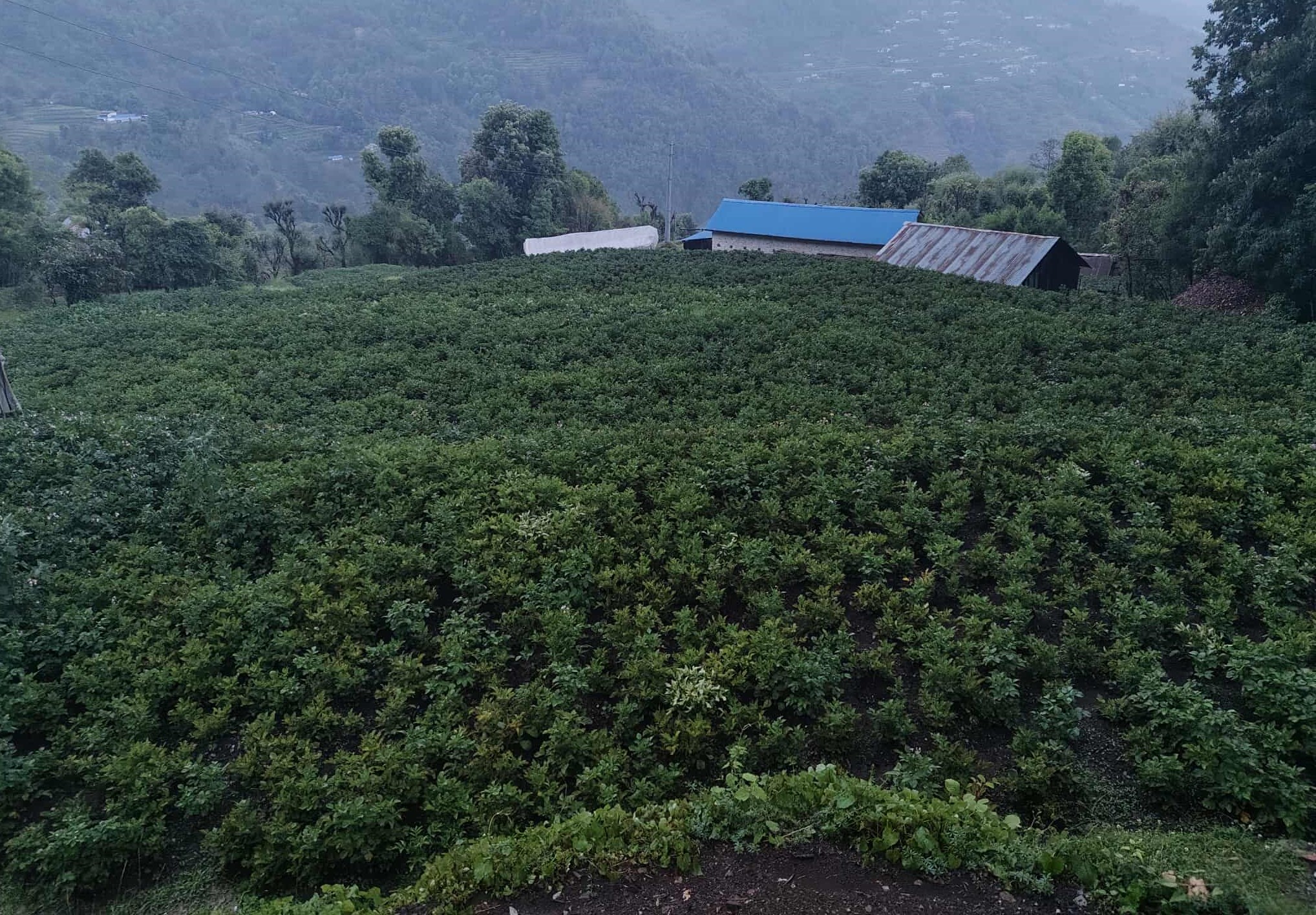 म्याग्दीमा ३५ हजार मेट्रिक टन आलु उत्पादन