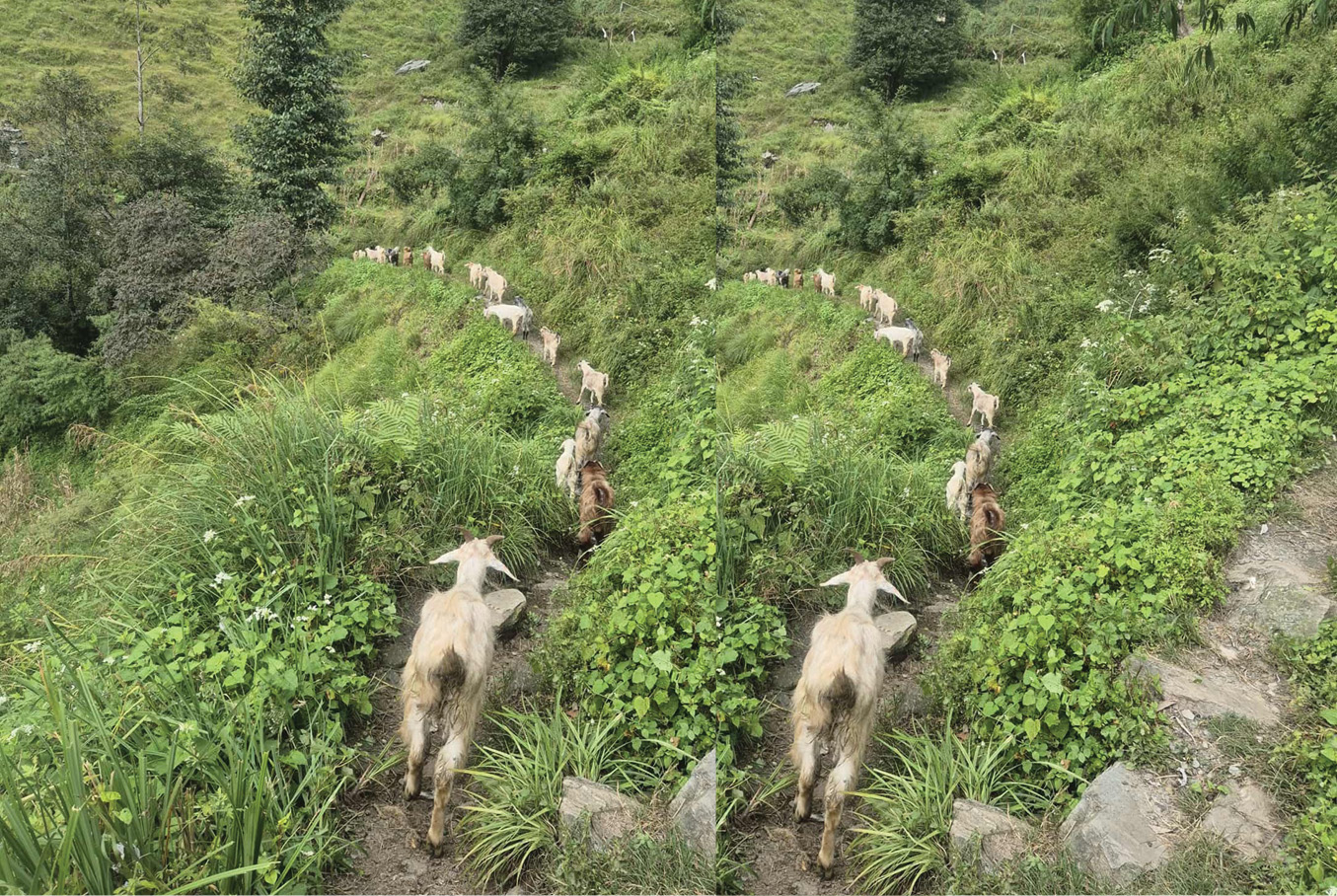 कुइनेमंगलेमा पखला लागेर ४८ वटा भेडाबाख्रा मरे