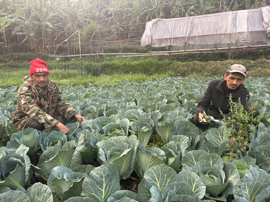 व्यावसायिक खेतीबाट वार्षिक ३० लाख आम्दानी
